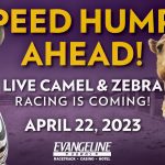 Live Camel & Zebra Races